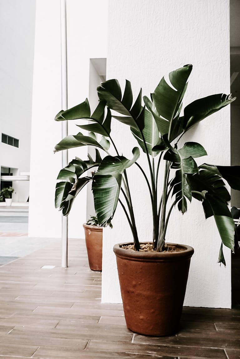 Lush potted plants enhancing minimalist indoor decor with a touch of nature.